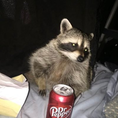 Pikampy, player of games. | raccoons guy, | confidence man. | well liked by all. | voted Whitest Man of 2023. |