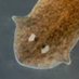 wormfan (@lachlan_lu) Twitter profile photo wormfan (@lachlan_lu) Twitter profile photo