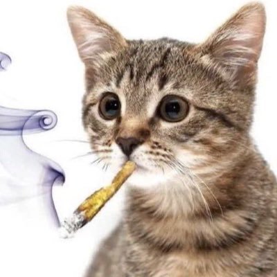 naocaiocaio's profile picture. 