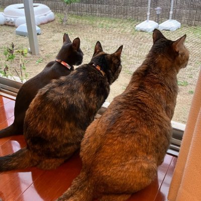 保護猫3匹(ふく、モカ、ルナ)との暮らしをお届け。
YouTube、Tiktokで主にショート動画を投稿しています。まったり気の向くまま運営。
フォロー、チャンネル登録よろしくお願いします!