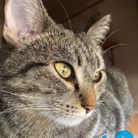 Otto🐾 Freya🐾 (and Rupert🐾🌈😿) (@rupertwheeler2) 's Twitter Profile