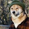 micromiddle's profile picture. Frontend Developer