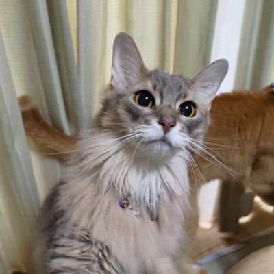 nikeiris's profile picture. ITコンサルタントやってます。仲間募集中です！お気軽にDMください！！