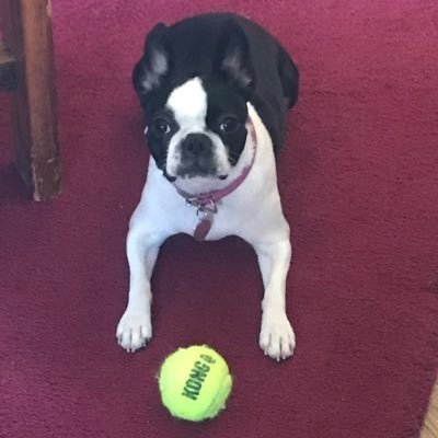 Common sense conservative voice. Deplorable Pet Lover. 3rd account, thus DPL3. You know me. Was retweeted by Trump on 1st account. Pronouns are American/Patriot