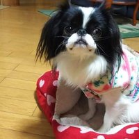 城南コベッツ勝田教室 (@pcn1lund0e46762) 's Twitter Profile