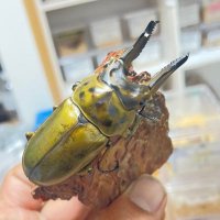 ☠️カブクワ中毒☠️ (@hlymljjztuvu6t1) 's Twitter Profile Photo