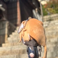 しまねこ星 (@simaneko_star) 's Twitter Profile