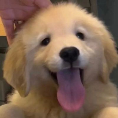 NYingtttt88717's profile picture. 