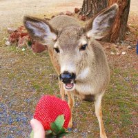 Deerposts (@deerpostss) 's Twitter Profile Photo