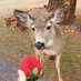 Deerposts (@deerpostss) Twitter profile photo Deerposts (@deerpostss) Twitter profile photo