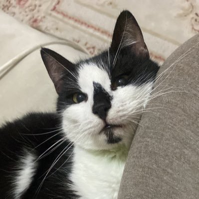 Ask doktoru Profile