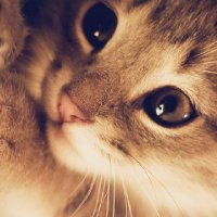 جوجه اردک زشت (@mahyarkazemii) 's Twitter Profile