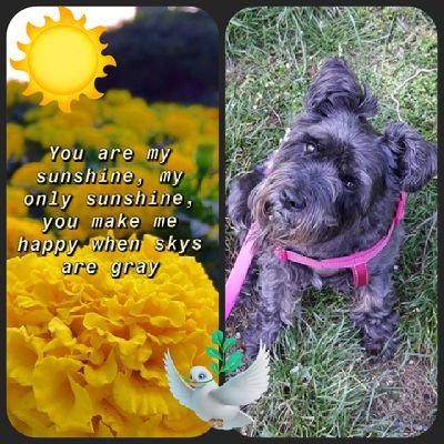 mummy to angel furbaby princess boo bear 14thfeb 2020 rainbow bridge🌈🌈never forgotten always in my heart 💗 support alzheimer's research dementia friend