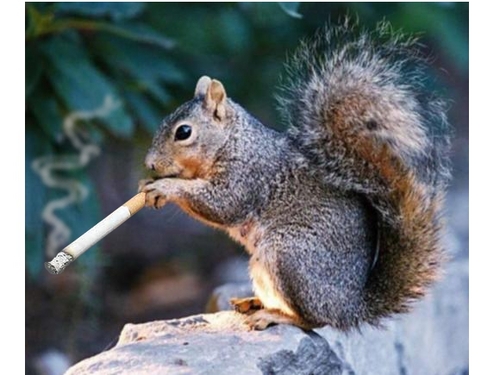 robinfhild's profile picture. Musician, Songwriter, Woodworker, Guitar builder, Tree lover. Be Kind. Equal opportunities for all. Universal Healthcare. F@#k Trump.
Did I mention be kind!