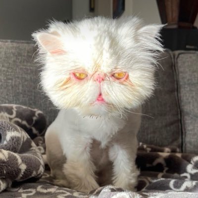 megamind_8's profile picture. 