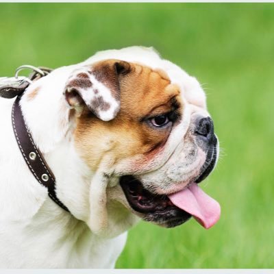 🐶 welcome to Bulldog Lover Club96
🦮 we share daily #bulldog Contents
🐶 Follow us if you really love bulldog