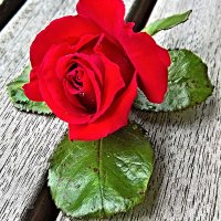 Mysoon (@srajsrajt2) 's Twitter Profile