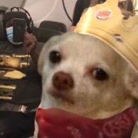 Roy Drones Jr (@chiweethedog) 's Twitter Profile