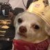 Roy Drones Jr (@chiweethedog) Twitter profile photo Roy Drones Jr (@chiweethedog) Twitter profile photo