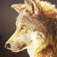 En la Boca del Lobo (@nlabocadellobo) 's Twitter Profile Photo En la Boca del Lobo (@nlabocadellobo) 's Twitter Profile Photo