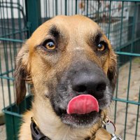 Nugget (@fussel2020) 's Twitter Profile