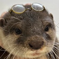 The Shy Visitor (@formerlyherb) 's Twitter Profile Photo The Shy Visitor (@formerlyherb) 's Twitter Profile Photo