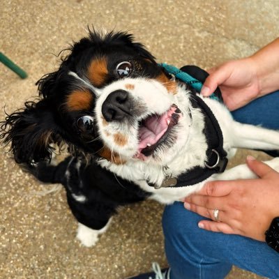Leonard aka Lenny Cavalier King Charles Spaniel Born 14/5/19 Instagram - @lenny_cav #cavpack