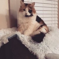 Brigitta Hamilton (@bham1127) 's Twitter Profile