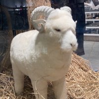 Barbou.Steven (@barbousteven) 's Twitter Profile