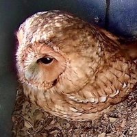 🦉🦊 Laurels Wood 🐿🦡 (@laurels_wood) 's Twitter Profile