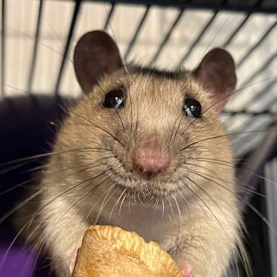 Aurora Rattery Profile