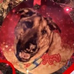🐾I’m AZLAN & answer to AZZY & TREAT!My family rescued me as a pup & thot I was going to be small,but I’m a 99lb LapDawg!PROUD MEMBER #ZSHQ RraarR!🚨OP-AZZY🚨