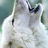 comandolobo_cod's profile image