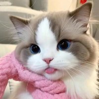 akari 🪷 (rest) (@sunoosvt) 's Twitter Profile