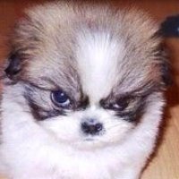 titterboy (@titterboy2) 's Twitter Profile