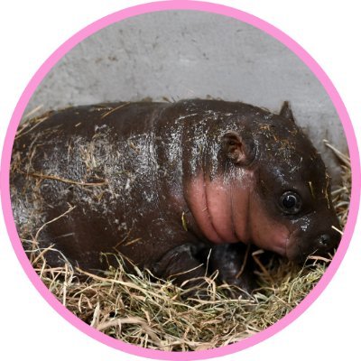 Hammie Mae is America's Moodeng!
Named after the sweet and southern Virginia ham ❤️
$HammieMae - FtpBXsaSCp21SPWMxcXWsTYeXHgwSrKxjcwd4RGpump