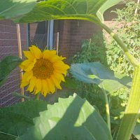 Debra Hatfield (@debrahatfield1) 's Twitter Profile