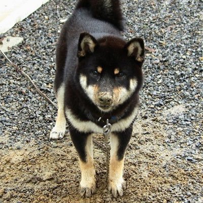 【日本中のデモで日の丸お配りします!】ごく普通の会社員ですが、日本の危機的状況を打破すべく、現在は自分に出来ることをと行動しております。※保守推しですが現状決まった政党の支持者ではありません。ただただ日本を守りたい想いのみです。※現在メッセージのお返事をする時間が確保出来ておりません。ご了承下さい。 #日の丸ネキ