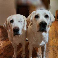 Evie & Fern ๐พ๐พ (@srodarbal) 's Twitter Profile