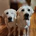 Evie & Fern 🐾🐾 (@srodarbal) Twitter profile photo Evie & Fern 🐾🐾 (@srodarbal) Twitter profile photo