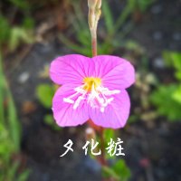 ☆夕化粧☆Oenothera rosea☆ (@2018mumei211) 's Twitter Profile