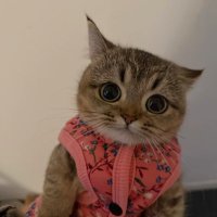 betondaki pati izi (@kaputtmk) Twitter profile photo