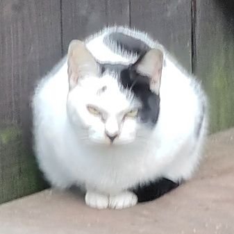 BobUgryHossy's profile picture. Sorry,I'm so ugry.