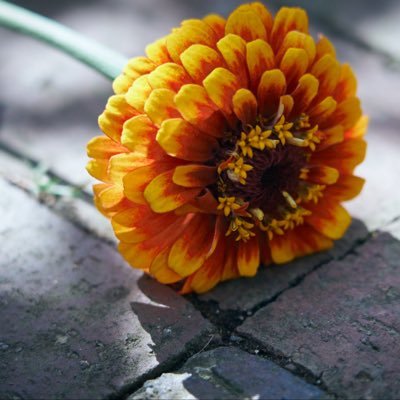 rivervillage02's profile picture. 