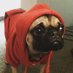 zacc (@pugonadrug) Twitter profile photo zacc (@pugonadrug) Twitter profile photo