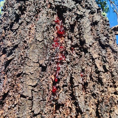 SuperCaliCrypto's profile picture. Welcome to Early Stage Cryptoism