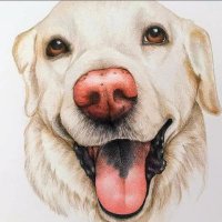 Quirze 🐾🐾🇲🇽 (@quirze_perrita) 's Twitter Profile Photo Quirze 🐾🐾🇲🇽 (@quirze_perrita) 's Twitter Profile Photo