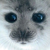 pulinka (@pin_okio0) 's Twitter Profile
