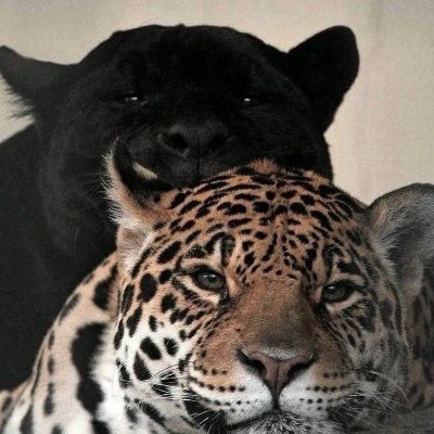 bat_1446's profile picture. أنام ملء جفوني عَن شَوارِدِها وَيَسهَرُ الخَلقُ جَرّاها وَيَختَصِمُ