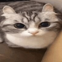 KikiKaKaka2001's profile picture. skibidi. random 19 year old twt lurker.